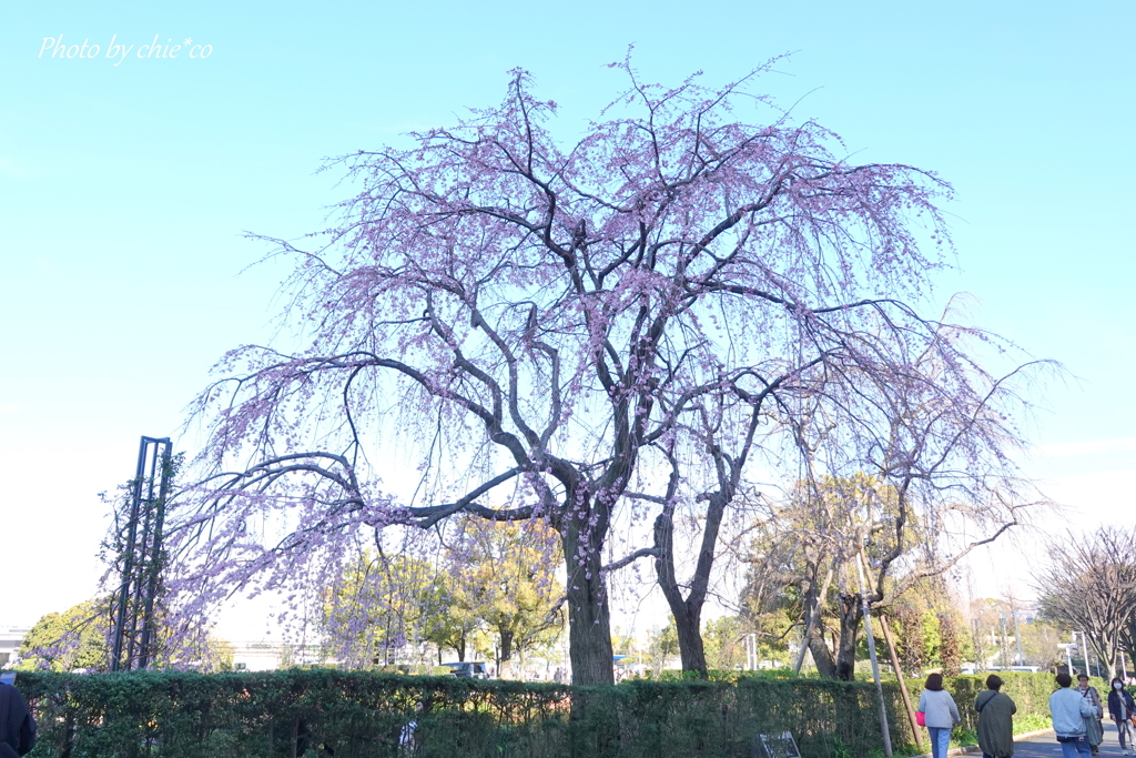 山下公園-110