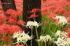 巾着田曼殊沙華公園-003