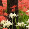 巾着田曼殊沙華公園-003