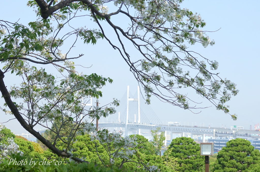 横浜＊桜さんぽ-235
