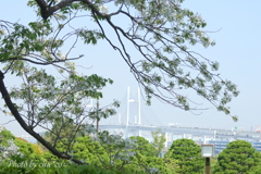 横浜＊桜さんぽ-235