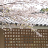 鎌倉-197