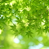鎌倉-273