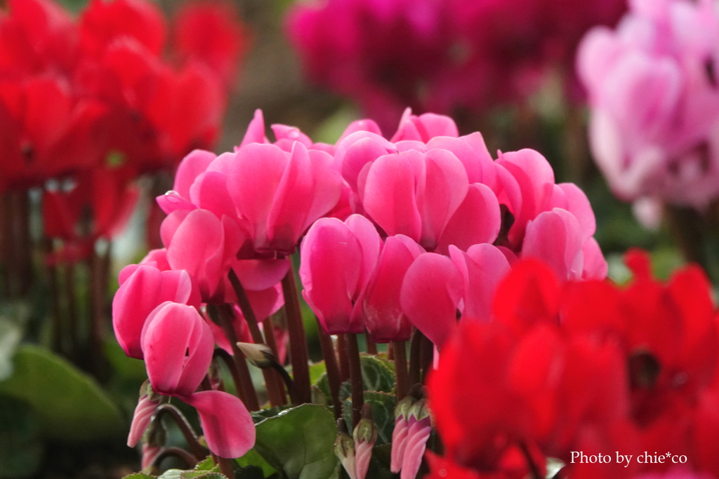 ガーデンシクラメン-008