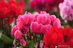 ガーデンシクラメン-008