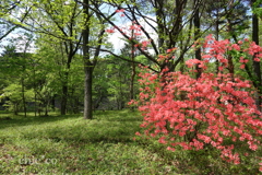 皇居-359