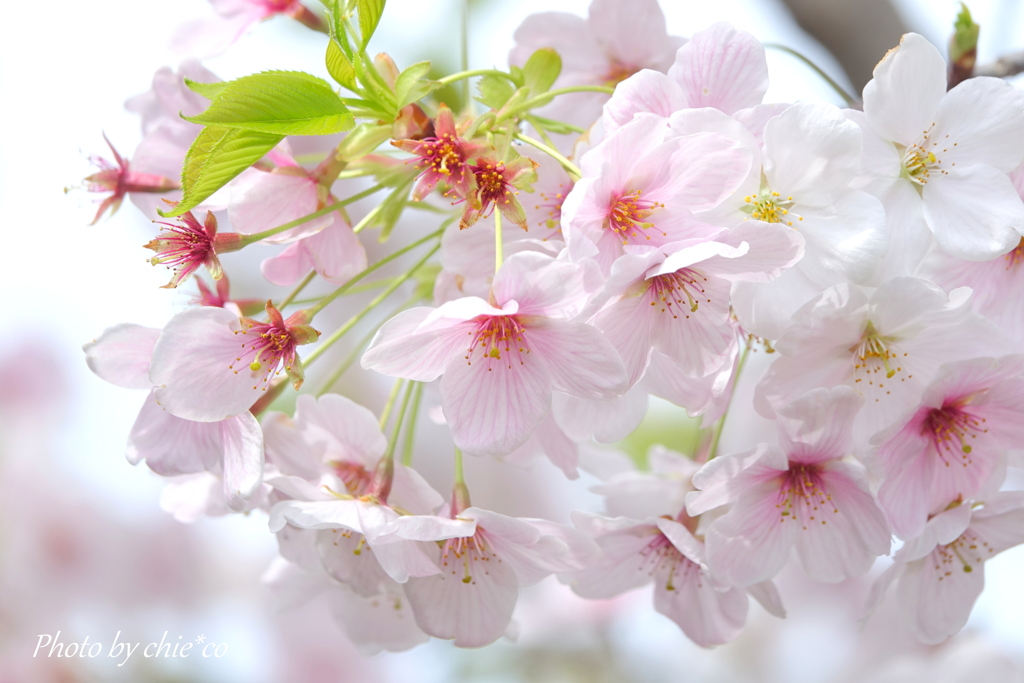 横浜山手桜さんぽ