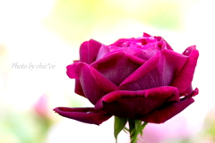 横浜 Rose Week-285