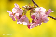 三浦海岸の河津桜-108