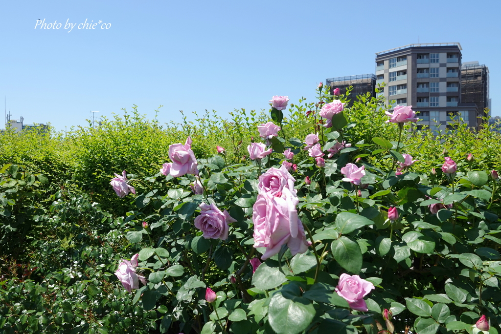 横浜アメリカ山公園-117