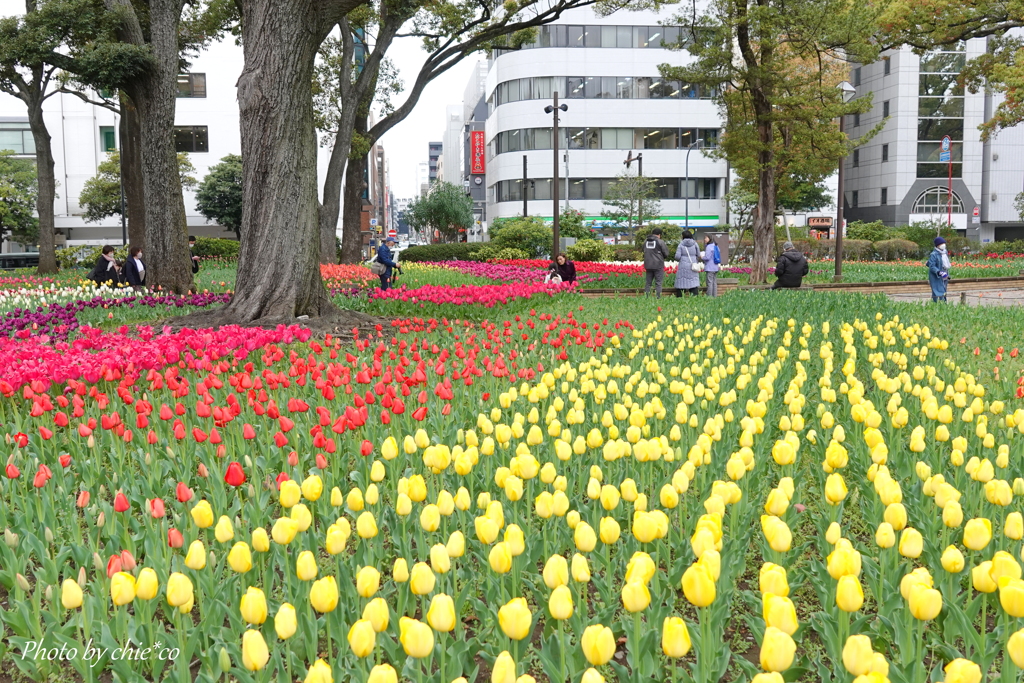 横浜公園-146