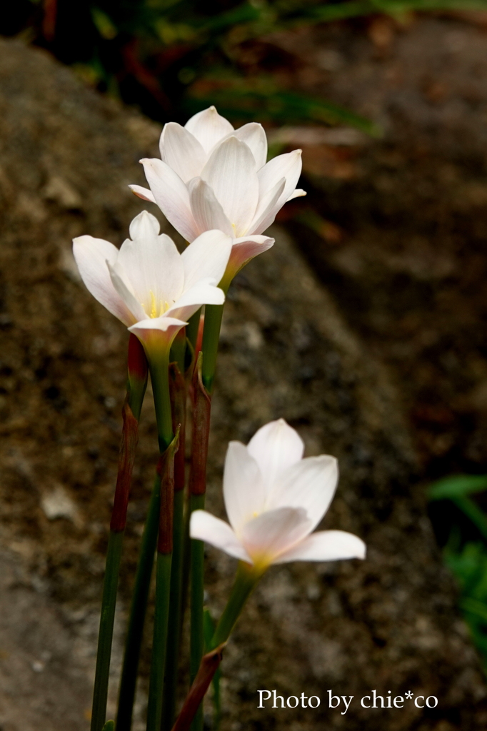 山手イタリア山庭園-129