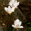 山手イタリア山庭園-129