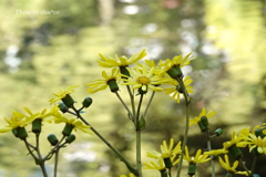 晩秋の横浜公園-001