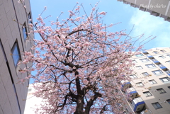 横浜関内　大寒桜-008