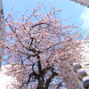 横浜関内　大寒桜-008