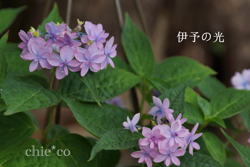 瀬戸神社～山あじさい-455