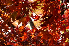 三渓園-414
