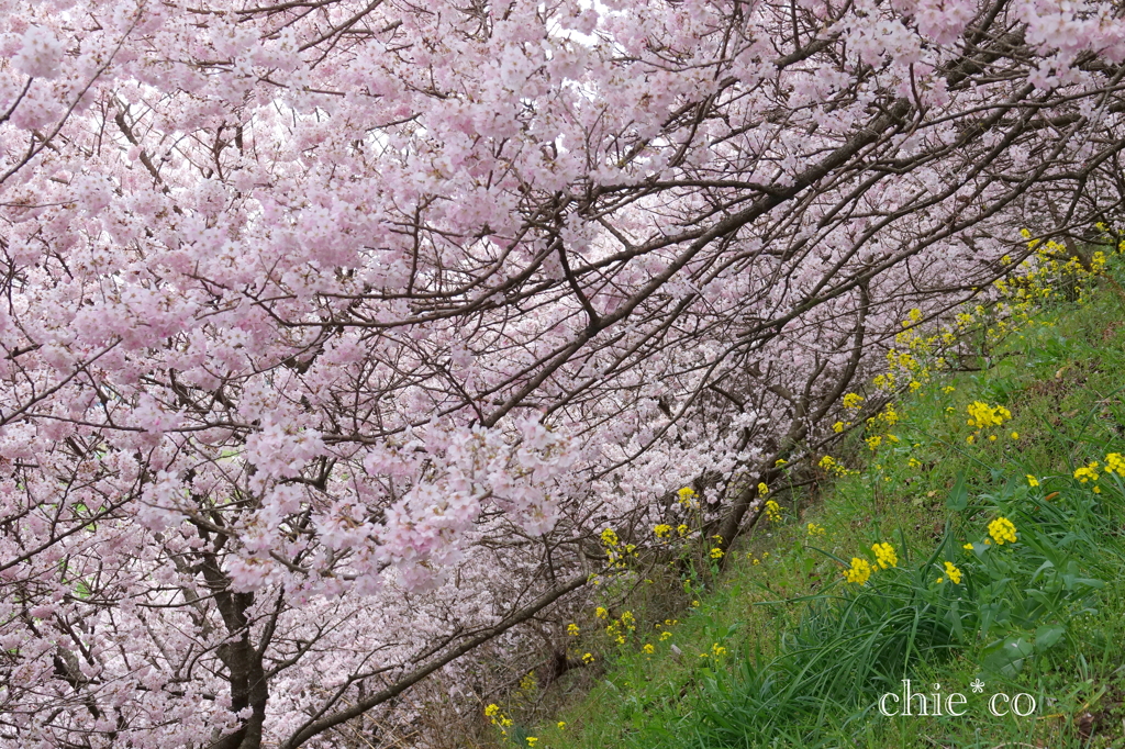 春めき桜-177