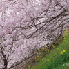 春めき桜-177
