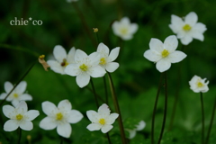 箱根湿生花園-234