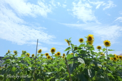 ひまわり畑-082