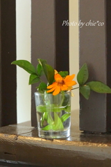生けた花。。４