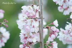 山下公園のしだれ桜-010