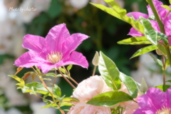 薔薇の咲く山下公園-159