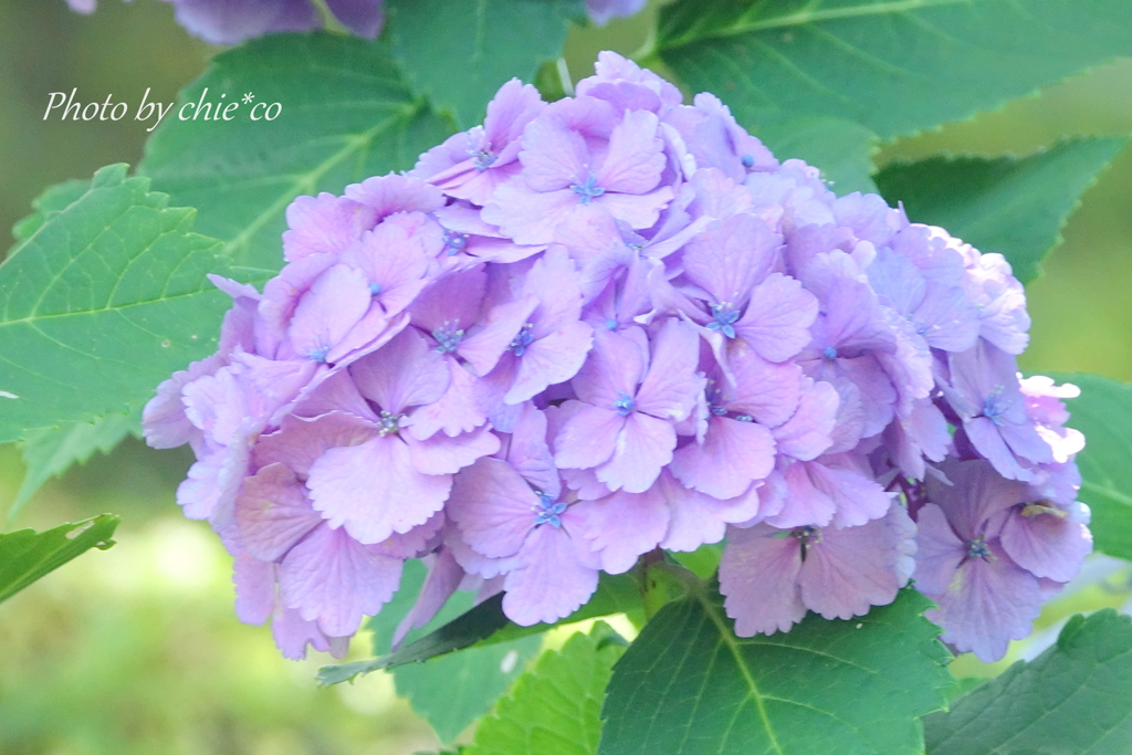 イタリア山庭園-177