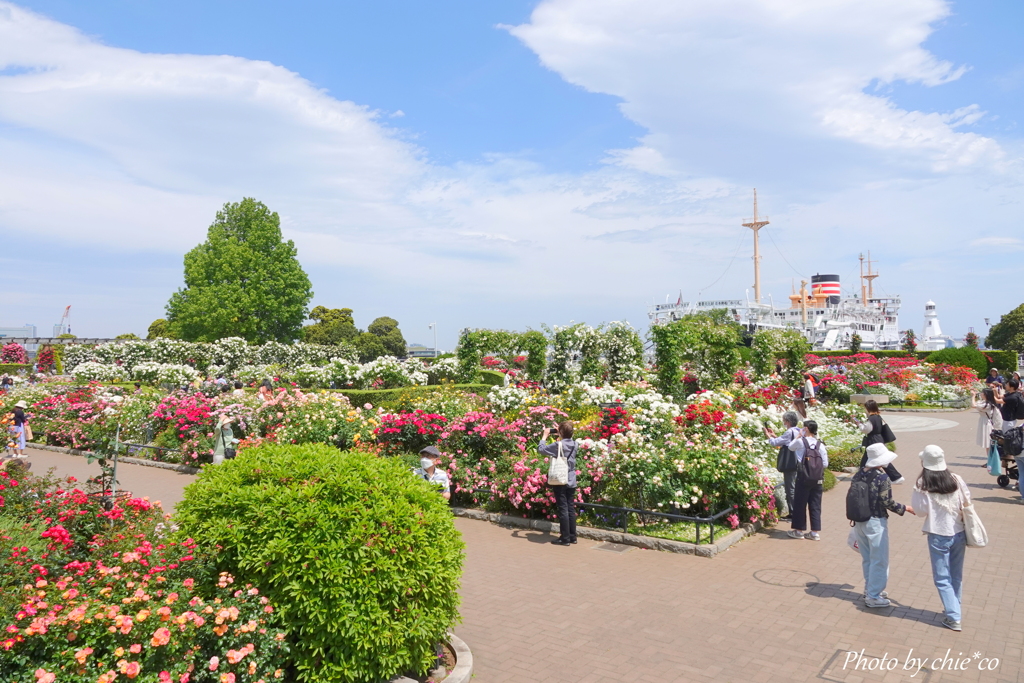 薔薇の咲く山下公園-173