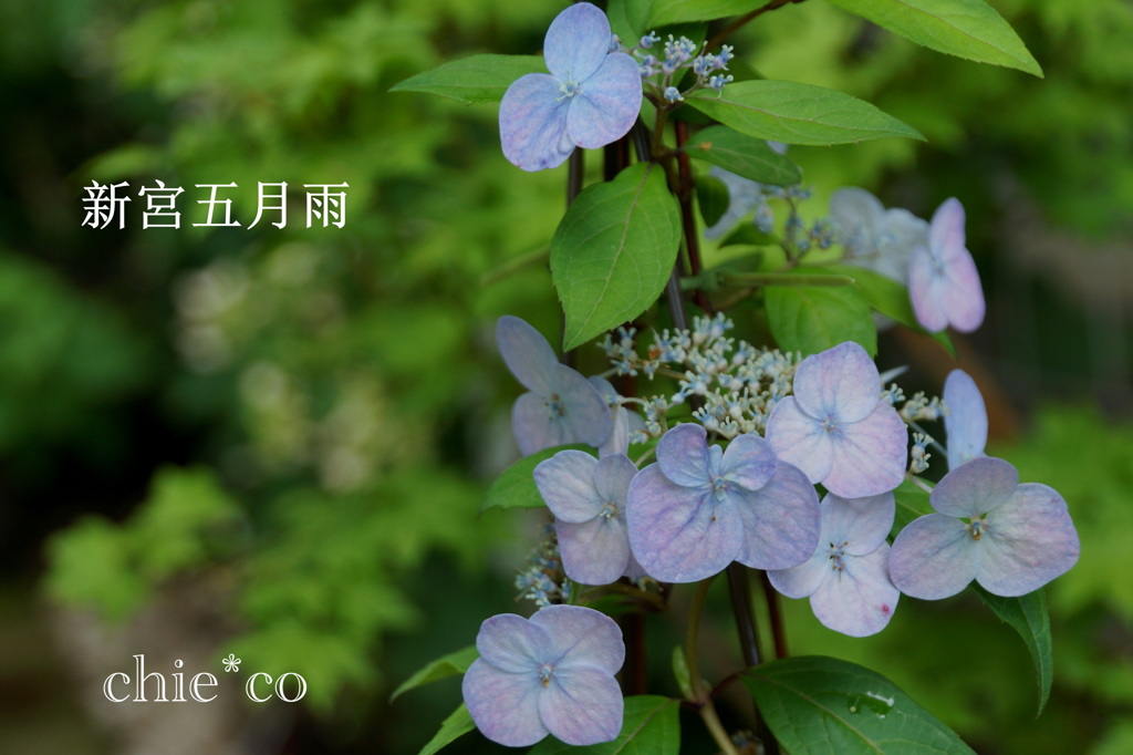 瀬戸神社～山あじさい-442