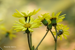 晩秋の横浜公園-002