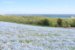 ひたち海浜公園-127