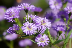 山手イタリア山庭園-192