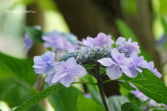 山手イタリア山庭園-118
