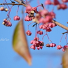 吾妻山公園-170