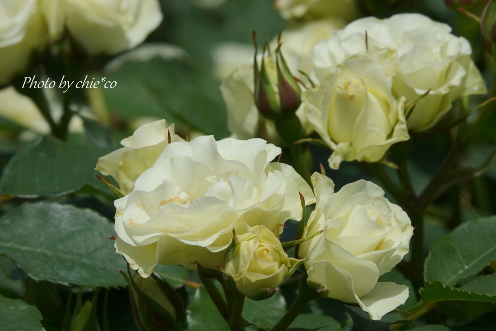 横浜 Rose Week-320