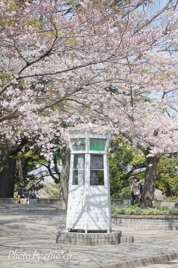 横浜＊桜さんぽ-249