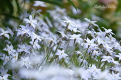 山下公園の花たち-007