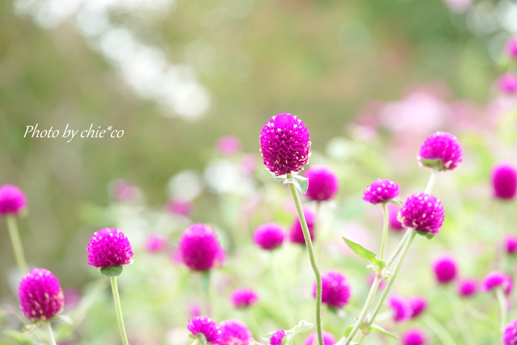 大船フラワーセンター-391