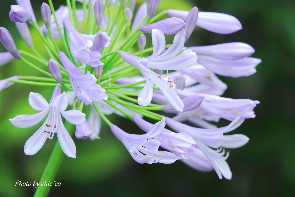 鎌倉 大巧寺-039