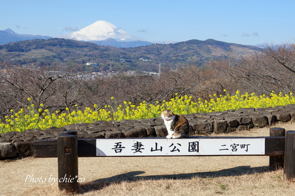 吾妻山公園-143