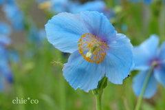 箱根湿生花園-226