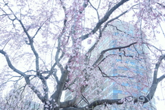 山下公園のしだれ桜-11