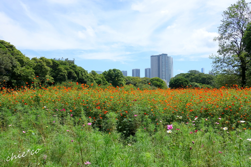 浜離宮恩賜庭園-153