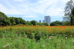 浜離宮恩賜庭園-153