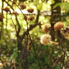 箱根湿生花園-270