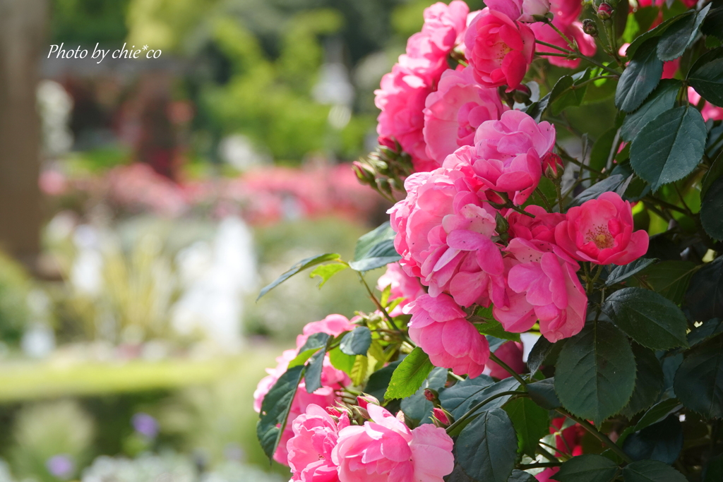 薔薇の咲く山下公園-215