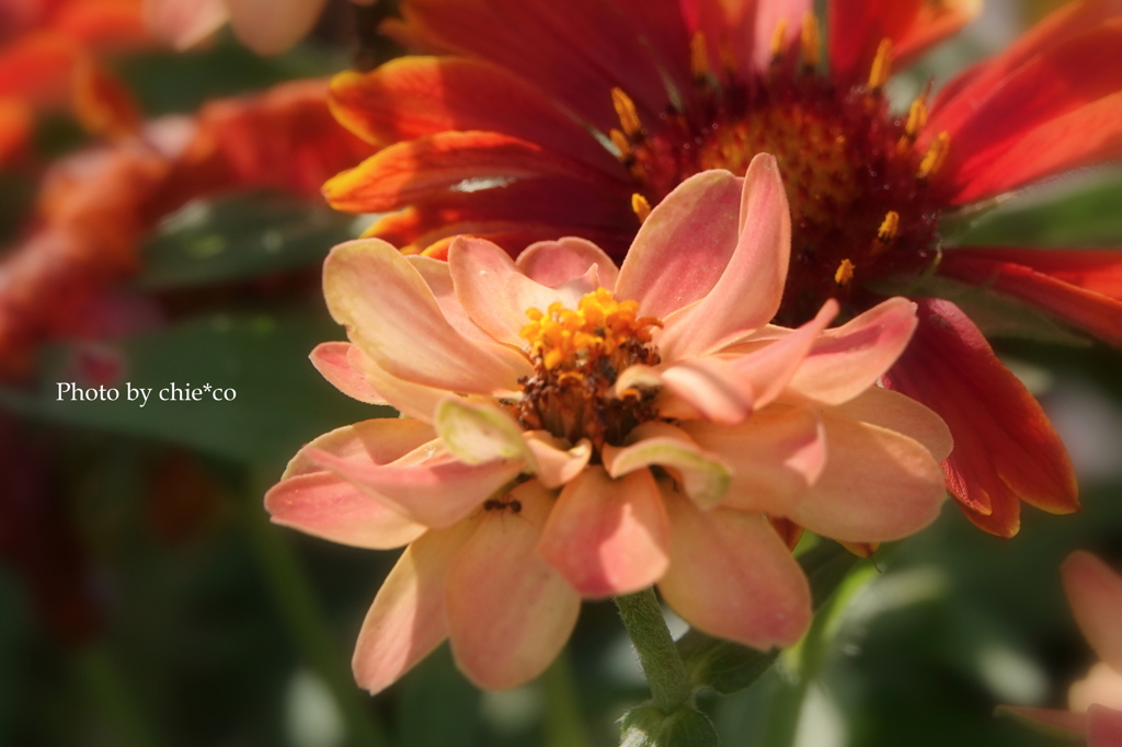 港の見える丘公園-198